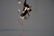 Cames llargues (Himantopus himantopus) 2de2