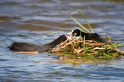 Fotja vulgar (Fulica atra).