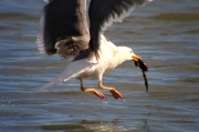 Gavià argentat (Larus michahellis)