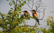 Abellerol ( Merops apiaster ) Any 2.011