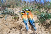 Abellerol (Merops apiaster)