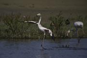 Flamenc (Phoenicopterus roseus)