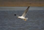 Gavià argentat (Larus michaellis) 1de2