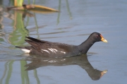 Polla d'aigua (Gallinula chloropus)