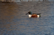 Ànec cullerot (Anas clypeata)