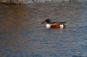 Ànec cullerot (Anas clypeata)