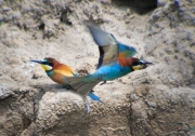 Abellerol (Merops apiaster)