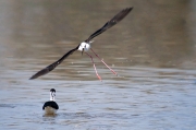 Cames llargues (Himantopus himantopus)