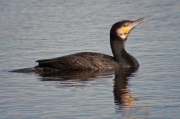 Corb Marí gros (phalacrocorax carbo)