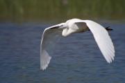 Martinet blanc (Egretta garzetta)