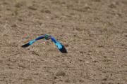 Gaig Blau ( Coracias garrulus ) 1de2