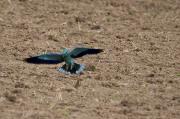 Gaig Blau ( Coracias garrulus ) 2de2