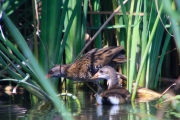 Rascló (Rallus aquaticus) i Jove de Polla d'aigua (Gallinula chloropus)