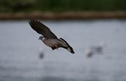 Tudó (Columba palumbus)