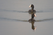 Fotja vulgar (Fulica atra).