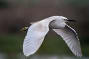 Martinet blanc (Egretta garzetta)