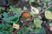 Pit roig (Erithacus rubecola)