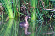 Cabusset (Tachybaptus ruficollis)