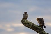 Falcó camarroig (Falco vespertinus)