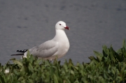 Gaviota de Audouin (Larus audouinii)