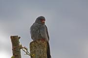 Falcó camarroig (Falco vespertinus)