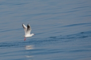 Gavina riallera. (Larus ridibundus)