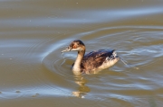 Cabussó collnegre (Podiceps nigricollis)