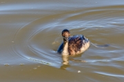 Cabussó collnegre (Podiceps nigricollis)