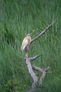 Martinet ros (Ardeola ralloides) 1de3