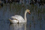 Cigne mut (Cygnus olor)