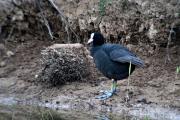 Fotja (Fulica atra) 1de3