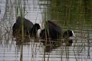 Fotja (Fulica atra) 2de3