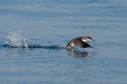 Baldriga mediterrànea (Puffinus yelkouan) 1de2