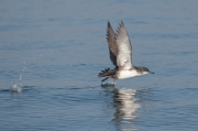 Baldriga mediterrànea (Puffinus yelkouan) 2de2