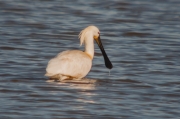 Bec planer (Platalea leucorodia)