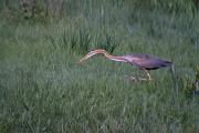 Agró roig (Ardea purpurea) 3de4