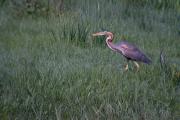 Agró roig (Ardea purpurea) 4de4