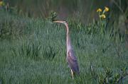 Agró roig (Ardea purpurea) 1de4