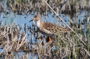 Batallaire (Philomachus pugnax)