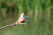 Blauet (Alcedo atthis)