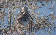 Becadell comú (Gallinago gallinago)