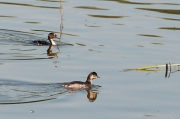 Cabussó collnegre (Podiceps nigricollis) i Cabusset (Tachybaptus ruficollis)