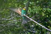 Abellerol (Merops apiaster)