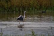 Bernat pescaire (Ardea cinerea) 1de6