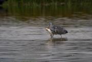 Bernat pescaire (Ardea cinerea) 2de6