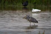 Bernat pescaire (Ardea cinerea) 3de6