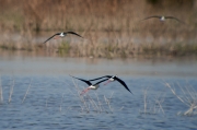 Cames llargues (Himantopus himantopus)