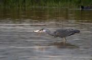 Bernat pescaire (Ardea cinerea) 4de6