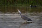 Bernat pescaire (Ardea cinerea) 5de6