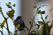 Tallarol capnegre (Sylvia melanocephala)